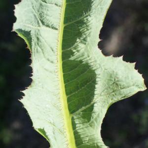 Photographie n°771815 du taxon Lactuca scariola L. [1756]