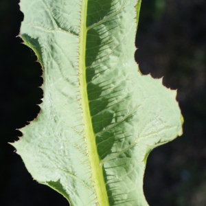 Photographie n°771816 du taxon Lactuca scariola L. [1756]