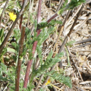 Photographie n°771819 du taxon Anacyclus clavatus (Desf.) Pers. [1807]