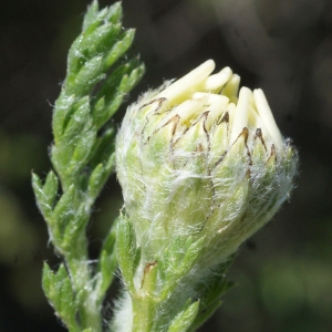 Photographie n°771824 du taxon Anacyclus clavatus (Desf.) Pers. [1807]