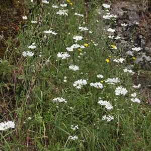 Photographie n°771845 du taxon Orlaya grandiflora (L.) Hoffm. [1814]