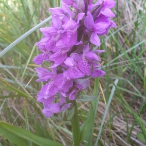 Photographie n°771927 du taxon Dactylorhiza praetermissa (Druce) Soó [1962]