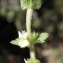  Liliane Roubaudi - Sideritis hirsuta subsp. vulgaris (Willk.) Coulomb [1999]