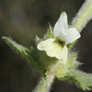 Photographie n°772052 du taxon Sideritis hirsuta subsp. vulgaris (Willk.) Coulomb [1999]