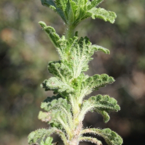 Photographie n°772053 du taxon Sideritis hirsuta subsp. vulgaris (Willk.) Coulomb [1999]