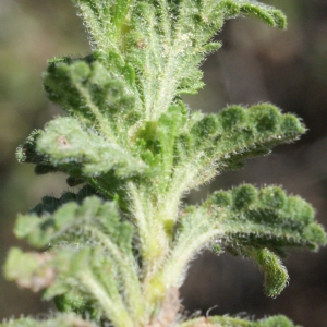 Photographie n°772056 du taxon Sideritis hirsuta subsp. vulgaris (Willk.) Coulomb [1999]