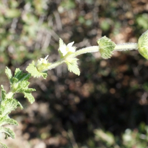 Photographie n°772057 du taxon Sideritis hirsuta subsp. vulgaris (Willk.) Coulomb [1999]