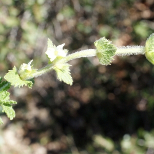 Photographie n°772059 du taxon Sideritis hirsuta subsp. vulgaris (Willk.) Coulomb [1999]