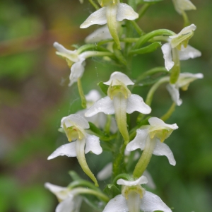 Platanthera montana (F.W.Schmidt) Rchb.f. (Platanthère à fleurs verdâtres)