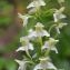  Yves Penit - Platanthera chlorantha (Custer) Rchb. [1828]