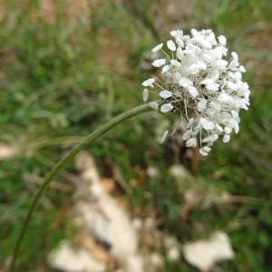 Photographie n°772180 du taxon Plantago argentea Chaix [1785]