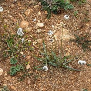 Photographie n°772181 du taxon Plantago argentea Chaix [1785]