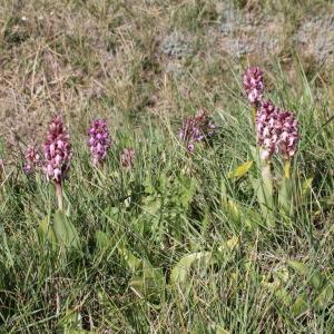 Photographie n°772211 du taxon Himantoglossum robertianum (Loisel.) P.Delforge