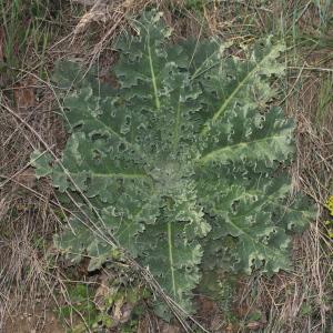 Photographie n°772223 du taxon Verbascum sinuatum L.