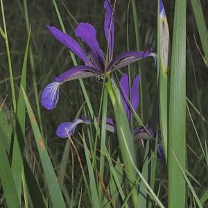 Photographie n°772282 du taxon Iris spuria L. [1753]