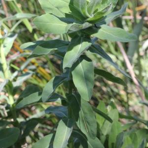 Photographie n°772295 du taxon Euphorbia hirsuta L.