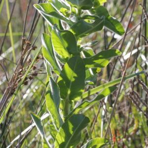 Photographie n°772305 du taxon Euphorbia hirsuta L.