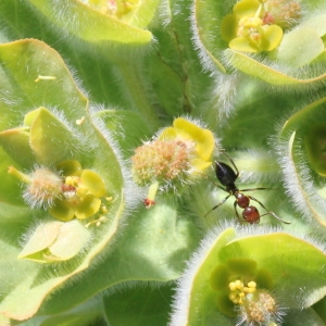 Photographie n°772308 du taxon Euphorbia hirsuta L.