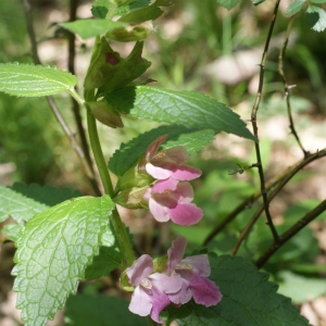 Photographie n°772312 du taxon Melittis melissophyllum L. [1753]