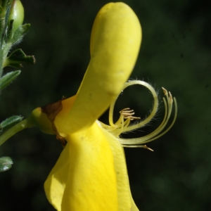 Photographie n°772318 du taxon Cytisus scoparius (L.) Link [1822]