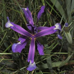 Photographie n°772343 du taxon Iris spuria L. [1753]
