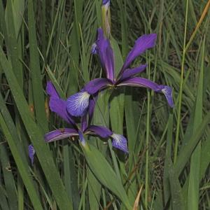 Photographie n°772344 du taxon Iris spuria L. [1753]