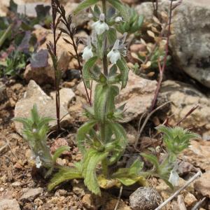 Photographie n°772359 du taxon Sideritis romana L. [1753]