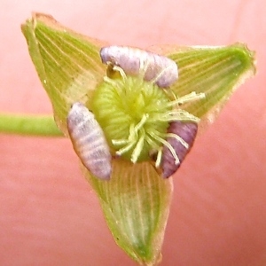 Alisma sp.