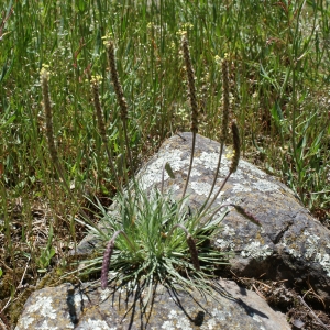 Photographie n°772615 du taxon Plantago holosteum Scop. [1771]