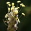  Liliane Roubaudi - Plantago holosteum Scop. [1771]