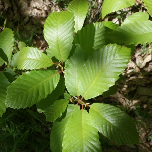 Photographie n°772628 du taxon Castanea sativa Mill. [1768]