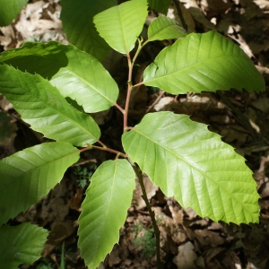 Photographie n°772632 du taxon Castanea sativa Mill. [1768]