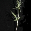  Liliane Roubaudi - Conopodium majus (Gouan) Loret [1886]