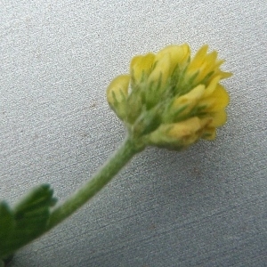 Photographie n°772647 du taxon Medicago lupulina L. [1753]
