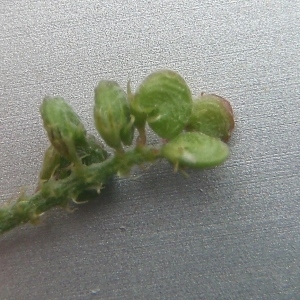 Photographie n°772649 du taxon Medicago lupulina L. [1753]