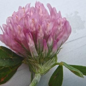 Photographie n°772653 du taxon Trifolium pratense L. [1753]