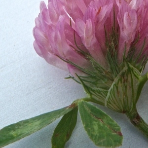 Photographie n°772655 du taxon Trifolium pratense L. [1753]