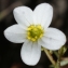  Liliane Roubaudi - Saxifraga fragosoi Sennen [1929]