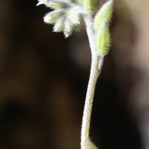 Photographie n°772716 du taxon Myosotis dubia Arrond. [1869]