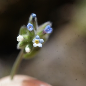 Myosotis dubia Arrond. (Myosotis douteux)