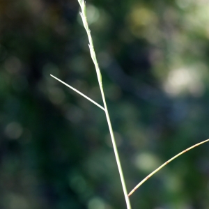 Photographie n°772741 du taxon Micropyrum tenellum (L.) Link [1844]