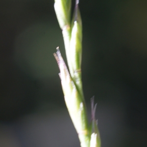 Photographie n°772746 du taxon Micropyrum tenellum (L.) Link [1844]