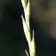  Liliane Roubaudi - Micropyrum tenellum (L.) Link [1844]