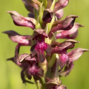 Photographie n°772771 du taxon Anacamptis coriophora (L.) R.M.Bateman, Pridgeon & M.W.Chase [1997]