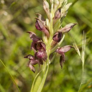 Photographie n°772774 du taxon Anacamptis coriophora (L.) R.M.Bateman, Pridgeon & M.W.Chase [1997]