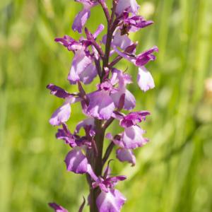 Photographie n°772776 du taxon Anacamptis laxiflora (Lam.) R.M.Bateman, Pridgeon & M.W.Chase [1997]