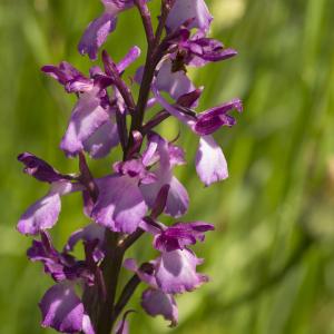 Photographie n°772777 du taxon Anacamptis laxiflora (Lam.) R.M.Bateman, Pridgeon & M.W.Chase [1997]