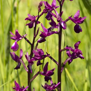 Photographie n°772779 du taxon Anacamptis laxiflora (Lam.) R.M.Bateman, Pridgeon & M.W.Chase [1997]