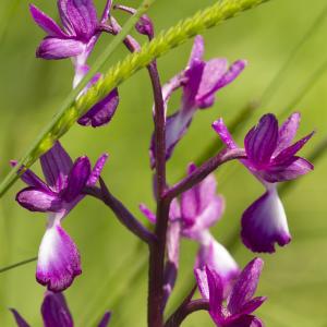 Photographie n°772787 du taxon Anacamptis laxiflora (Lam.) R.M.Bateman, Pridgeon & M.W.Chase [1997]