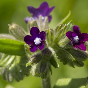 Photographie n°772793 du taxon Anchusa officinalis L. [1753]